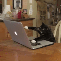 GIF - Chat sur ordinateur