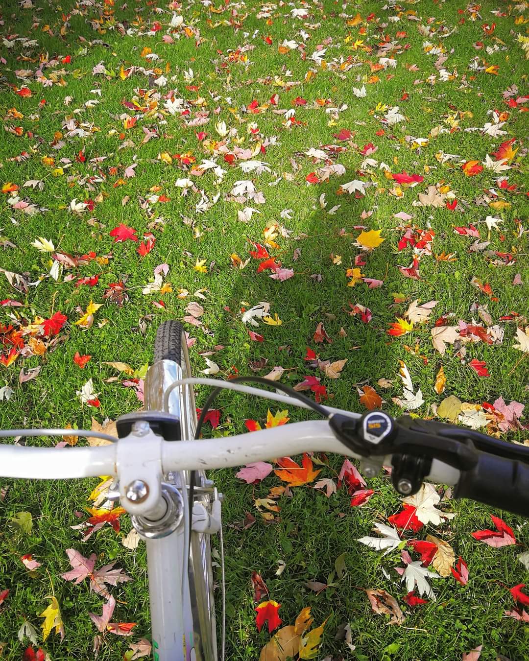 velo